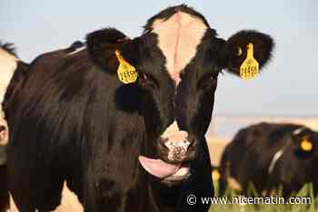 Des vaches auraient été dressées à faire leurs besoins dans des toilettes pour réduire les gaz à effet de serre
