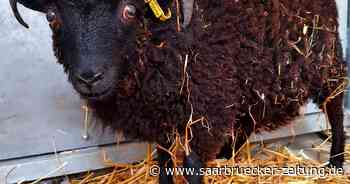Zugänge und Geburten im Zoo Neunkirchen - Saarbrücker Zeitung