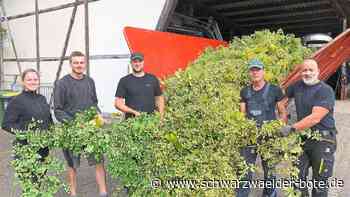 Hopfenernte in Hochdorf: Guter Ertrag trotz feuchtem Wetter