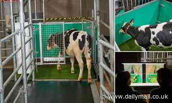 MooLoo: Scientists potty-train cows to urinate in a special toilet to help cut greenhouse emissions