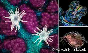 Nature: Close-up of a southern live oak leaf wins Nikon's 'Small World' photomicrography contest