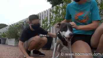 South Florida Family Adopts Dog After Watching Clear The Shelters