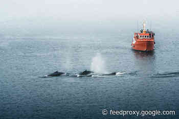 Human Noise Is Flooding the Seas’ Natural Soundscape