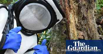 Washington to destroy third murder hornet nest in battle to save bees