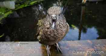 Watch a super resourceful disabled parrot tap tools for beauty routine     - CNET