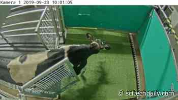 Researchers Are Toilet-Training Cows – Here’s Why