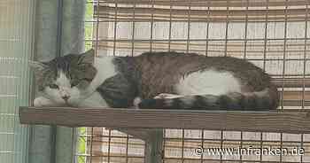 Tierheim Bamberg: Nach schwerem Leben - Kater Milo sucht liebevolles Zuhause