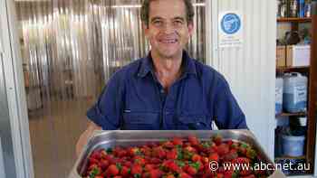 Farmer escapes strawberry jam by making 25,000 jars of strawberry jam