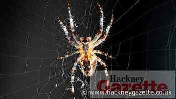 Alice Bonifacio column: My grudging respect for spiders - Hackney Gazette