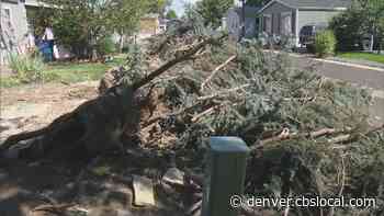 Strong Wind Knocks Down Trees Near Colfax Avenue In Aurora - CBS Denver