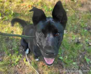 Pets of the Week: Blanket and Aurora – Daily Bulldog - Daily Bulldog