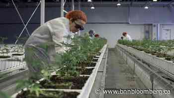 Cannabis Canada Weekly: Aurora faces lawsuit, early August data shows market remains fragmented - Article - BNN