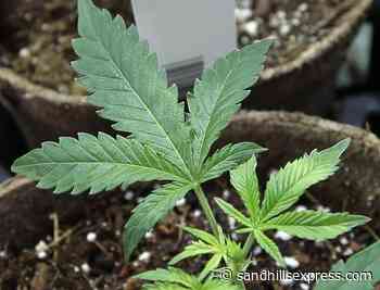 South Dakota lawmakers reject a handful of medical pot rules - Sand Hills Express
