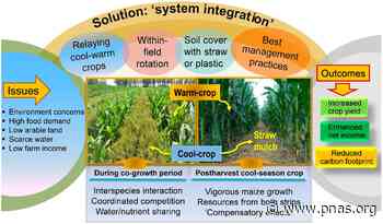 Integrated farming with intercropping increases food production while reducing environmental footprint - pnas.org