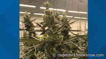 Portsmouth medical marijuana dispensary now selling 'whole flower' cannabis to customers