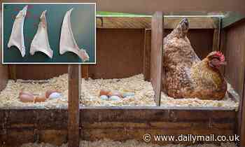 Chickens bred to lay bigger and bigger eggs has led to 85% of hens suffering breastbone fractures