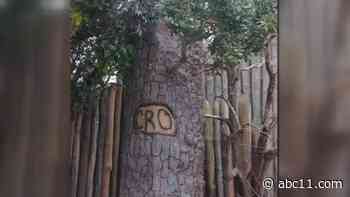 Lost Colony dig open to public interested in solving 400-year-old mystery