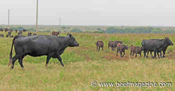 3 strategies to reduce cow herds’ environmental hoofprints