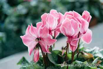 Et si vous optiez pour le cyclamen, une fleur simple et charmante en hiver