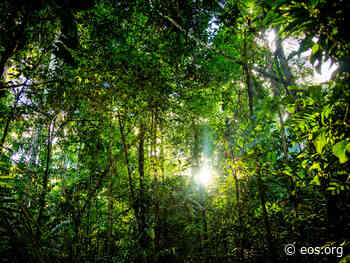 Forest Recovery in the Amazon Is a Slow Process - Eos