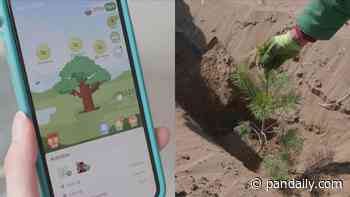 Alipay's Ant Forest Responds to Online Query Regarding Planted Trees: Haloxylon Species is Only Short Due to Aridity - Pandaily