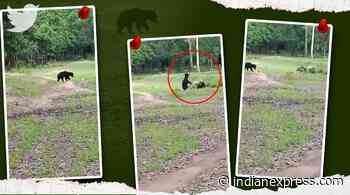 Watch: Two wild bears play with football in Odisha’s Nabarangpur forest - The Indian Express