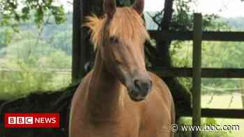 New Forest animal deaths: Pony owner calls for speed cameras - BBC News