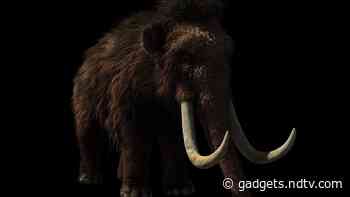 Bioscience Firm Colossal Says It Will Bring Back Woolly Mammoths, Other Species From Extinction Using CRISPR
