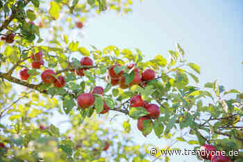 Landkreis Augsburg verlost 300 Zwerg-Apfelbäume - TRENDYone - das Lifestylemagazin