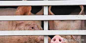 Garrel: 250 tote Schweine auf verlassenem Hof entdeckt - Hannoversche Allgemeine