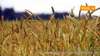 Ernte im Wittelsbacher Land: Bio-Landwirte ziehen ein Fazit - Augsburger Allgemeine