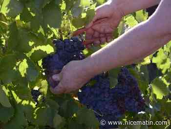 Le jeune homme dont le bras a été emporté par une pompe à vendange dans le Var va mieux