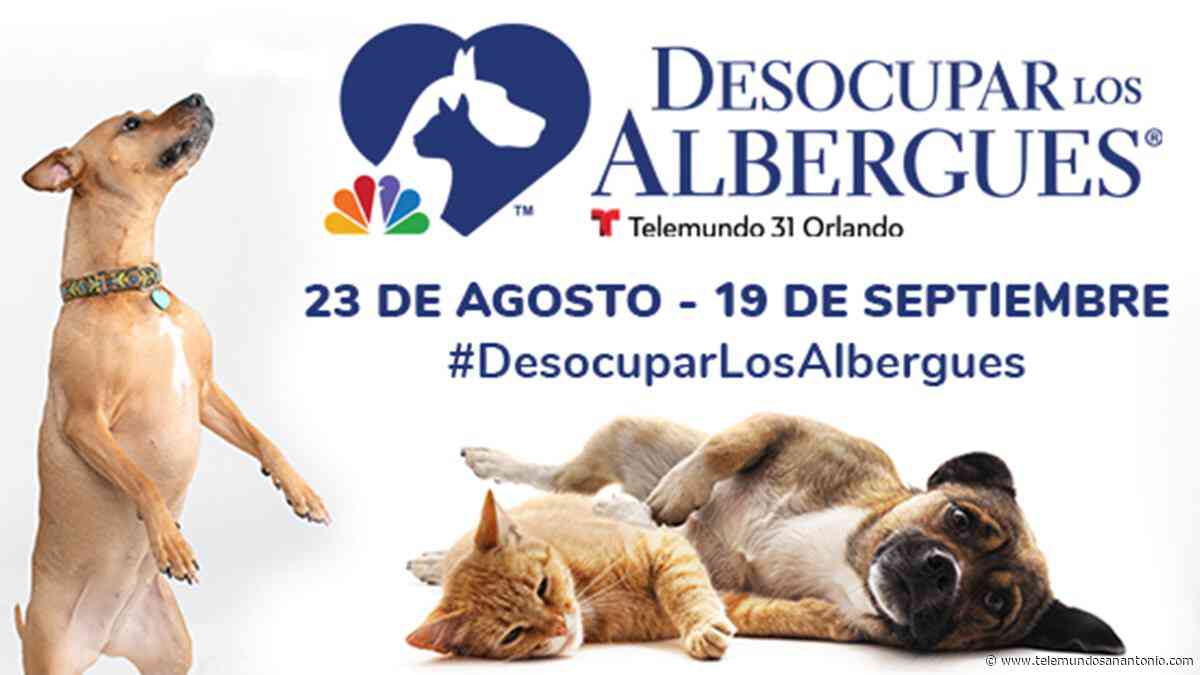 Súmate a ”Desocupar Los Albergues” y adopta tu mascota - Telemundo San Antonio