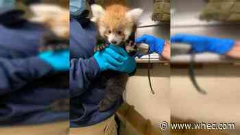 Seneca Park Zoo red panda cubs growing, will be outside 'soon'