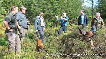Bad Wildbader Stadtwald : Neue Biotopfläche für den Auerhahn