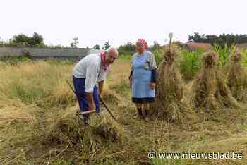 Korenpikkers houden folklore in ere - Het Nieuwsblad