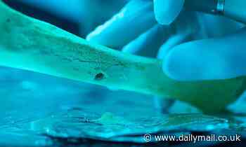 DNA analysis of prehistoric humans rarely mated with their cousins, study finds