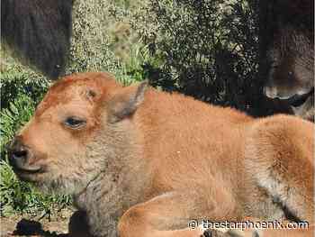 'Bonus' late-season baby bison born at Wanuskewin