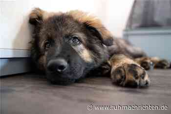 Passanten finden toten Hund im Kanal – er war mit Steinen beschwert - Ruhr Nachrichten