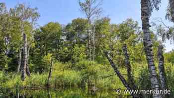 Naturschützer und Grünen Dachau informieren über das Palsweiser Moos - Merkur.de