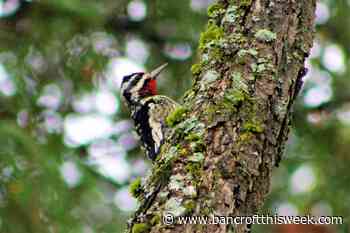 Honouring a call to action | Bancroft this Week - Bancroft This Week