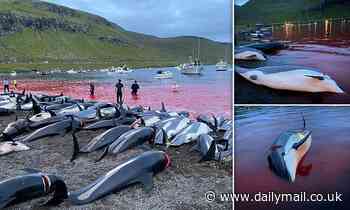 The Faroe Islands' biggest ever dolphin massacre as fishermen kill 1,428 animals in traditional hunt - Daily Mail
