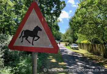 Four animals die as eight are struck on New Forest roads over five days - Advertiser and Times