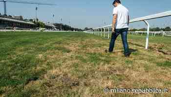 I coleotteri invadono la pista del Galoppo: Ippodromo fermo per non mettere a rischio i cavalli - La Repubblica