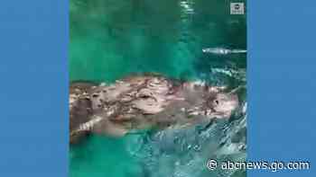 WATCH:  Alligator drifts close to woman in Florida
