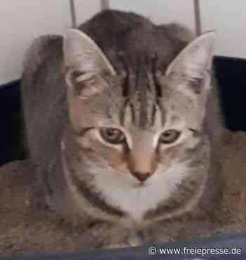 Tierheim sucht Katerbesitzer - Freie Presse