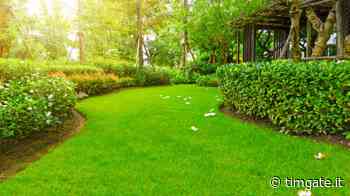 Quali attrezzi utilizzare per avere un prato sempre curato - TIMgate