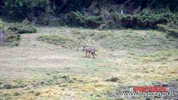 Incontro ravvicinato con un lupo a Prato Grande - IlPiacenza