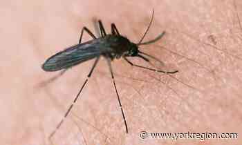 Mosquitoes in Markham tested positive for West Nile virus - yorkregion.com
