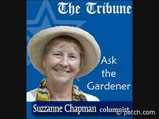 Ask The Gardener - Is there an update on the Lantana query? - Patch.com